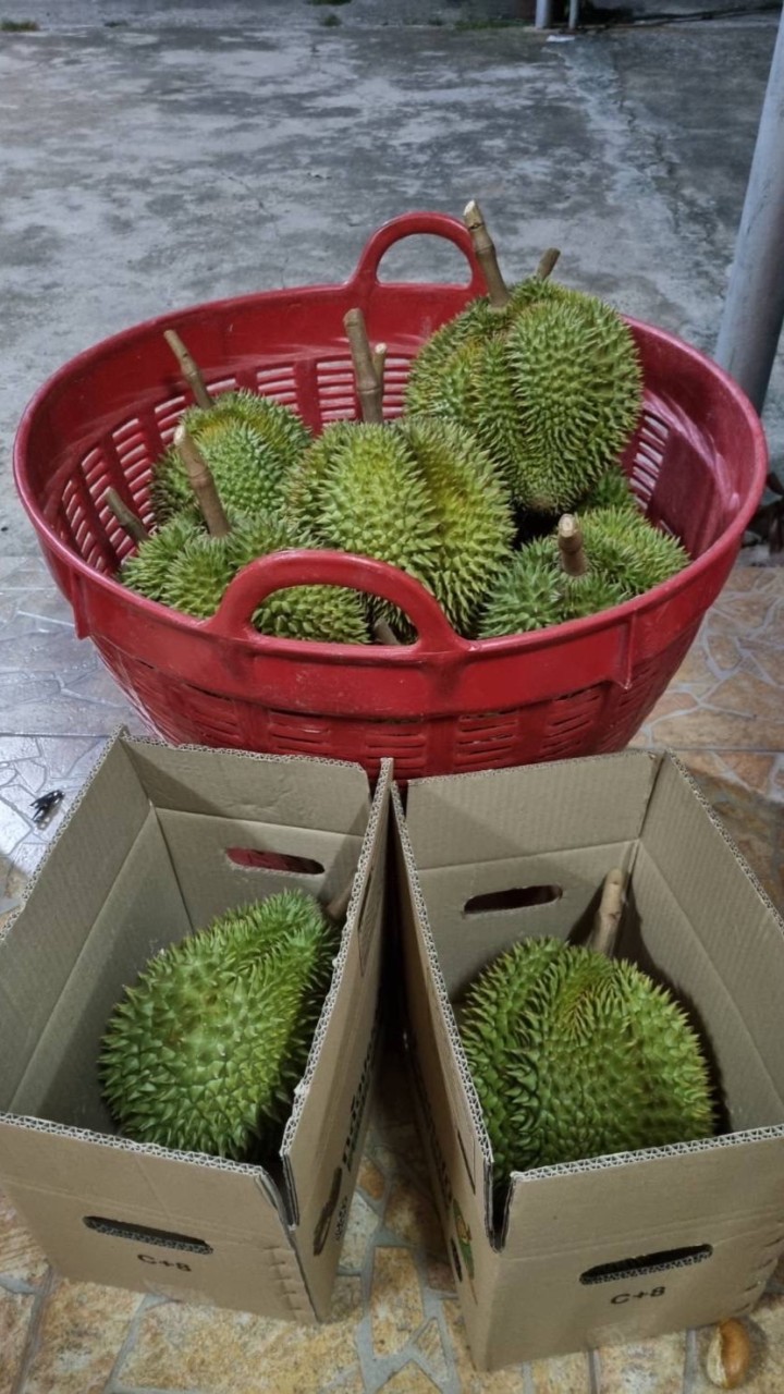 ทุเรียนบ้านปู่ตา