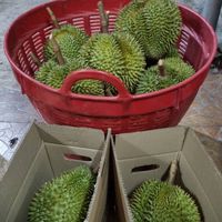 ทุเรียนบ้านปู่ตา