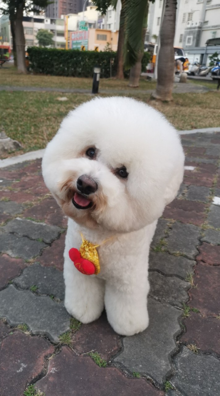 比熊犬🐾讓人又愛又恨🤣