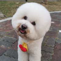 比熊犬🐾讓人又愛又恨🤣