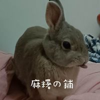 麻糬の舖-兔子用品、周邊販售