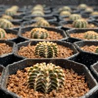 LB&VoS Cactus Market