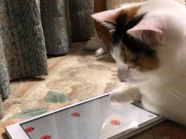 猫が夢中になると話題の 猫向けゲームアプリ 3選 ねこのきもちnews