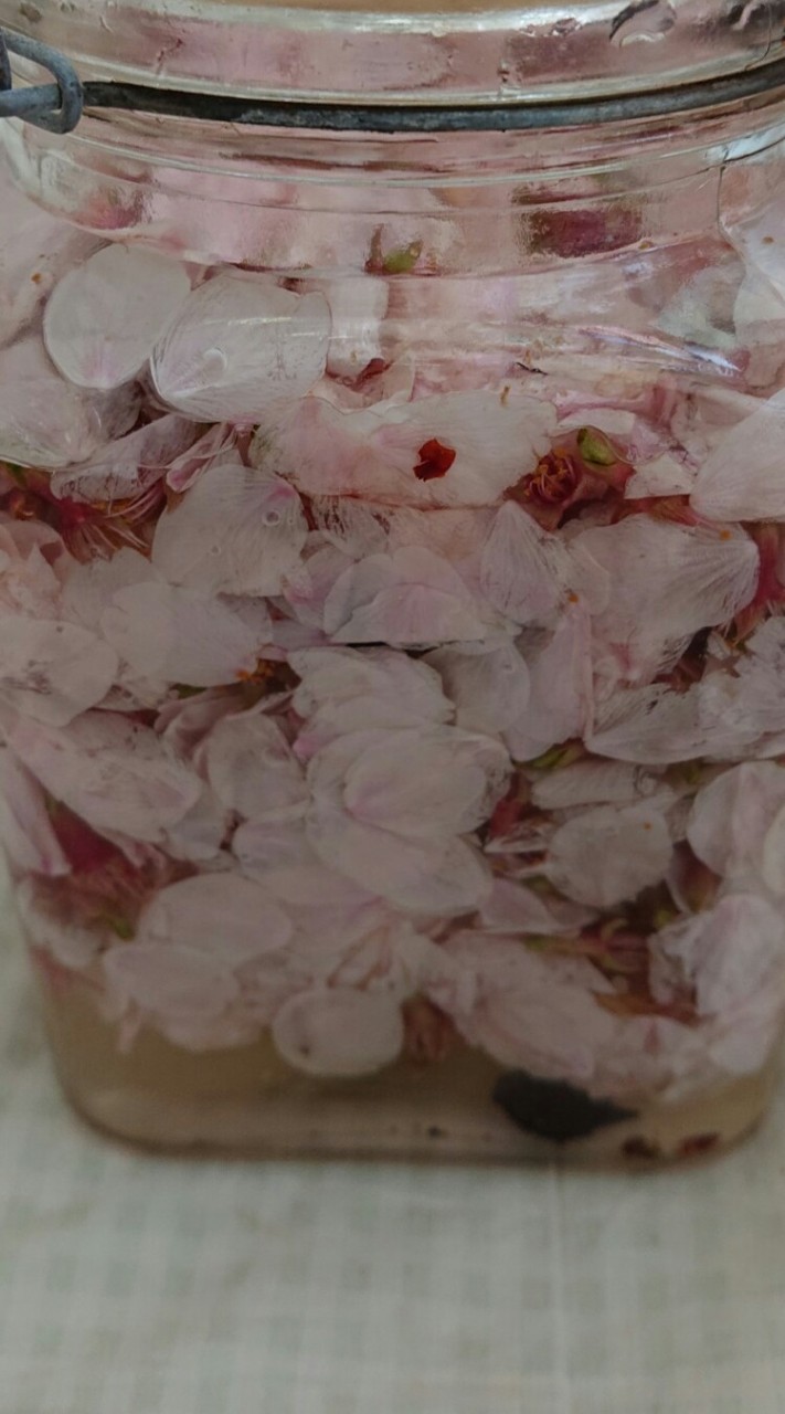 天然酵母でパン作り♪