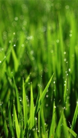 🌿漢方保健🌿