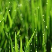 🌿漢方保健🌿