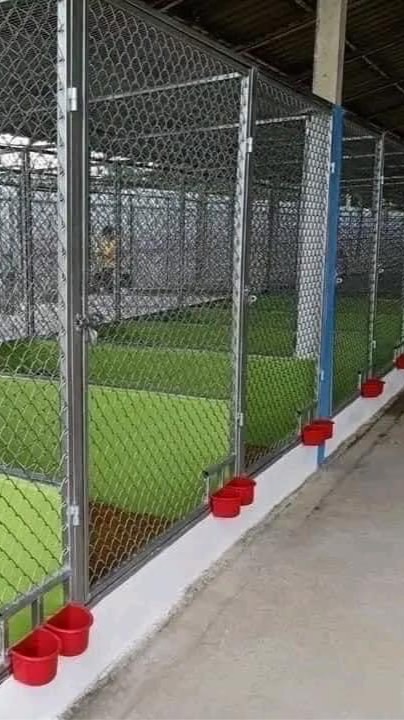 ไก่ชนเยียร์ พม่ากาญจนบุรี