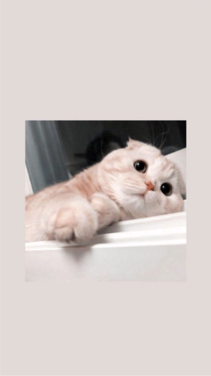 OpenChat ปิ้วๆ🔫