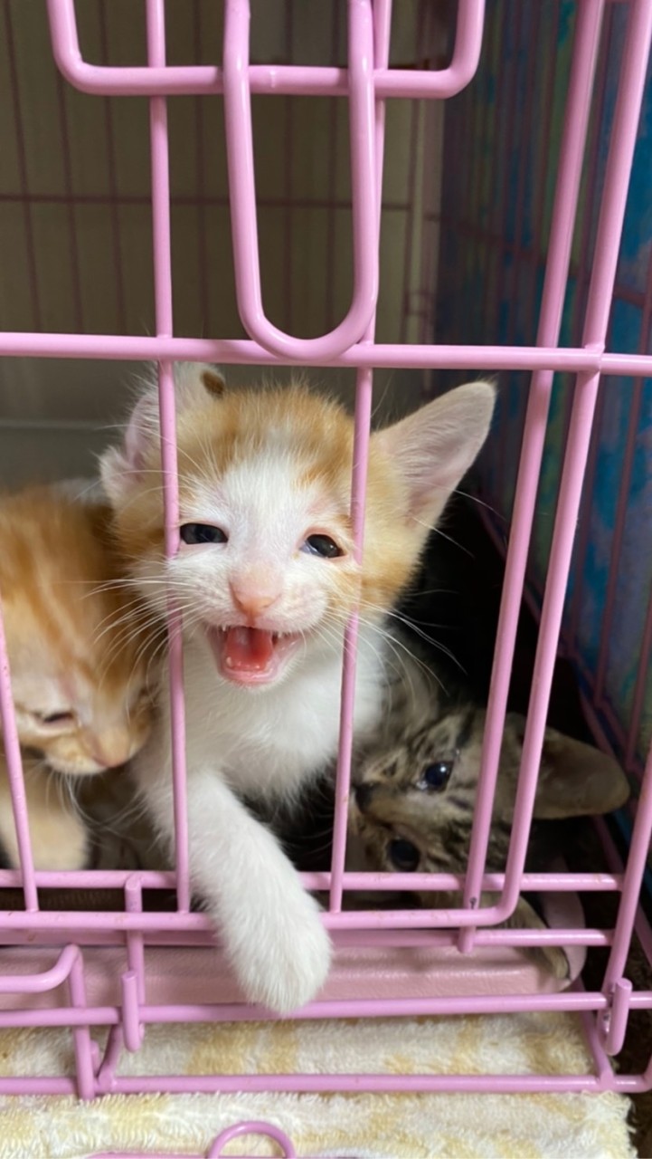 ねこの保育園雑談室のオープンチャット
