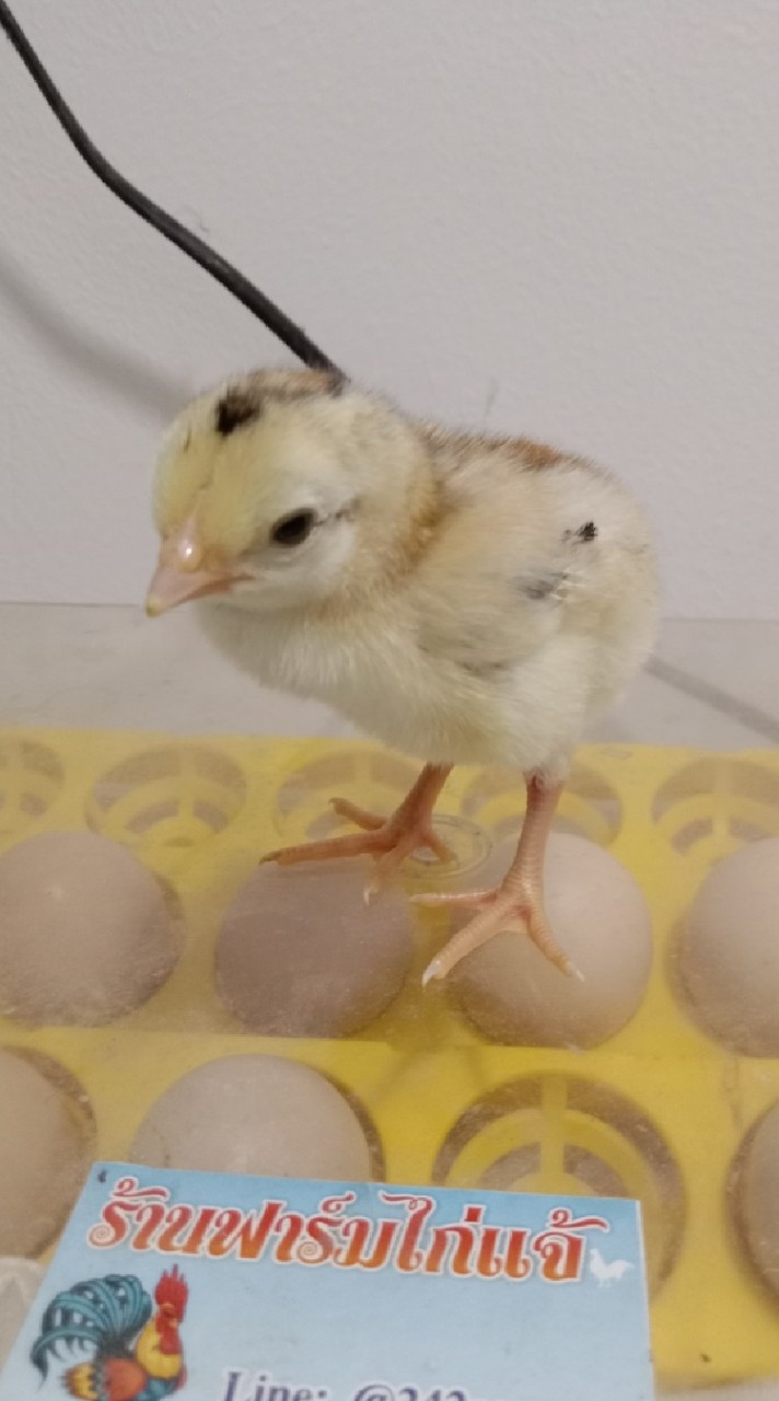 ส.พิทักษ์ชัย ไก่ดับตะวัน