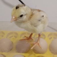 ส.พิทักษ์ชัย ไก่ดับตะวัน