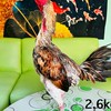 ขายไก่ชน