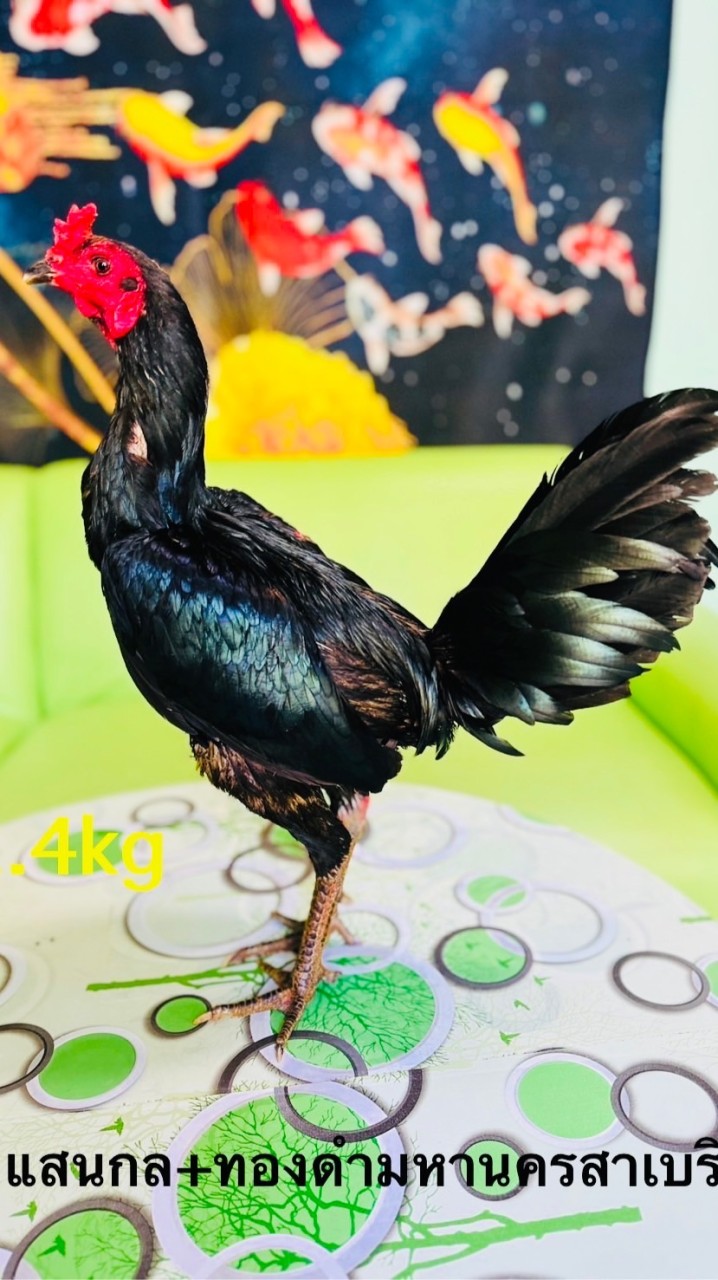ขายไก่ชน