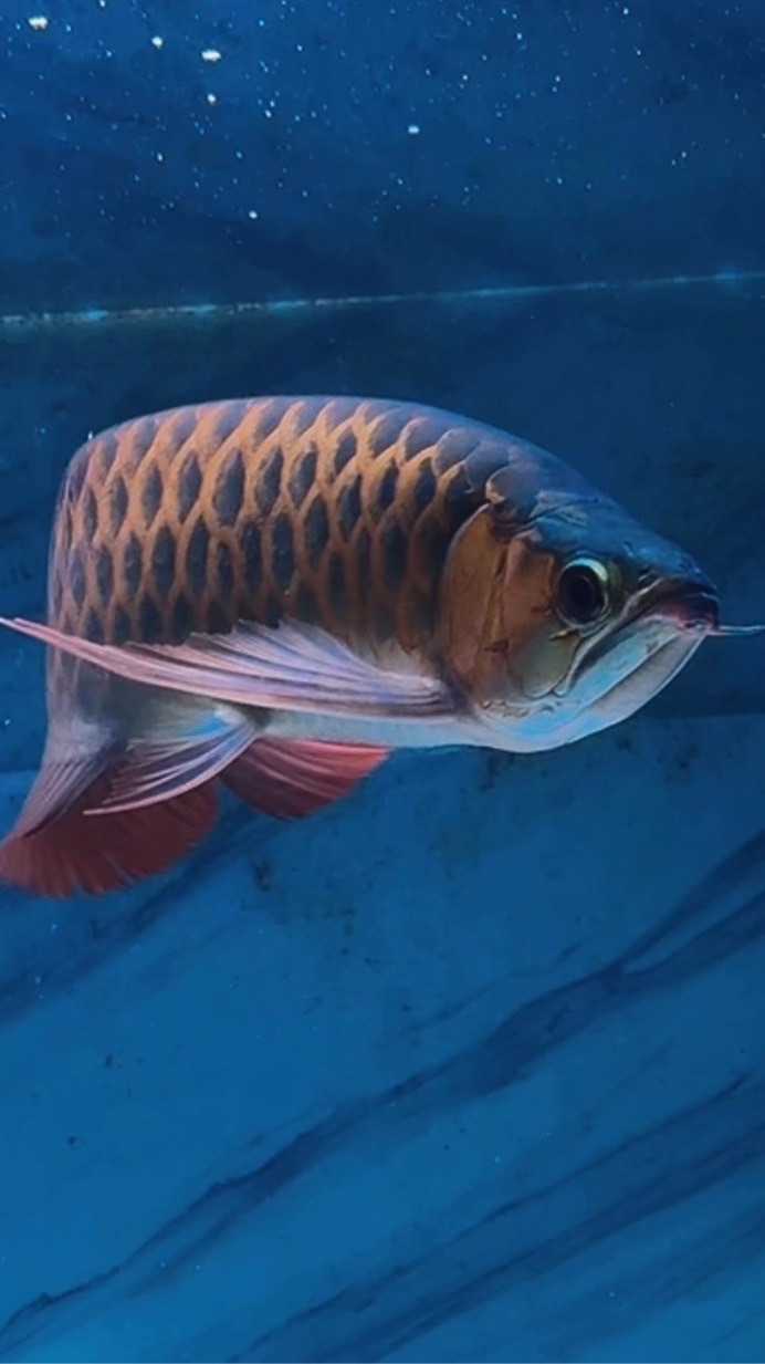 小宇の水屋  龍魚專賣、各式魚類分享交流區