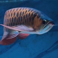 小宇の水屋  龍魚專賣、各式魚類分享交流區