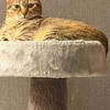 河月族
