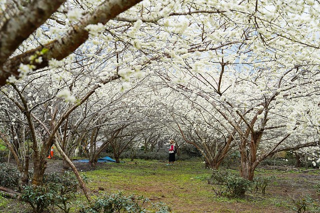 草坪頭明生李白花步道