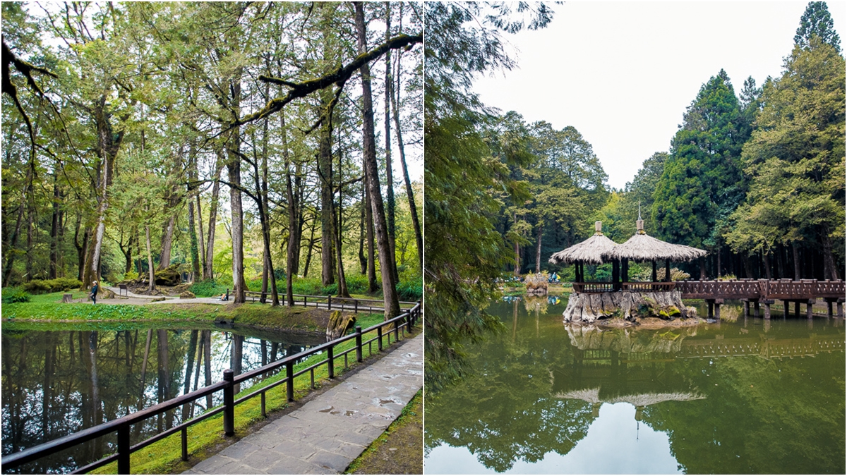 負離子、芬多精吸到飽！最強國家森林遊樂區TOP10：千年神木、免門票逛整天