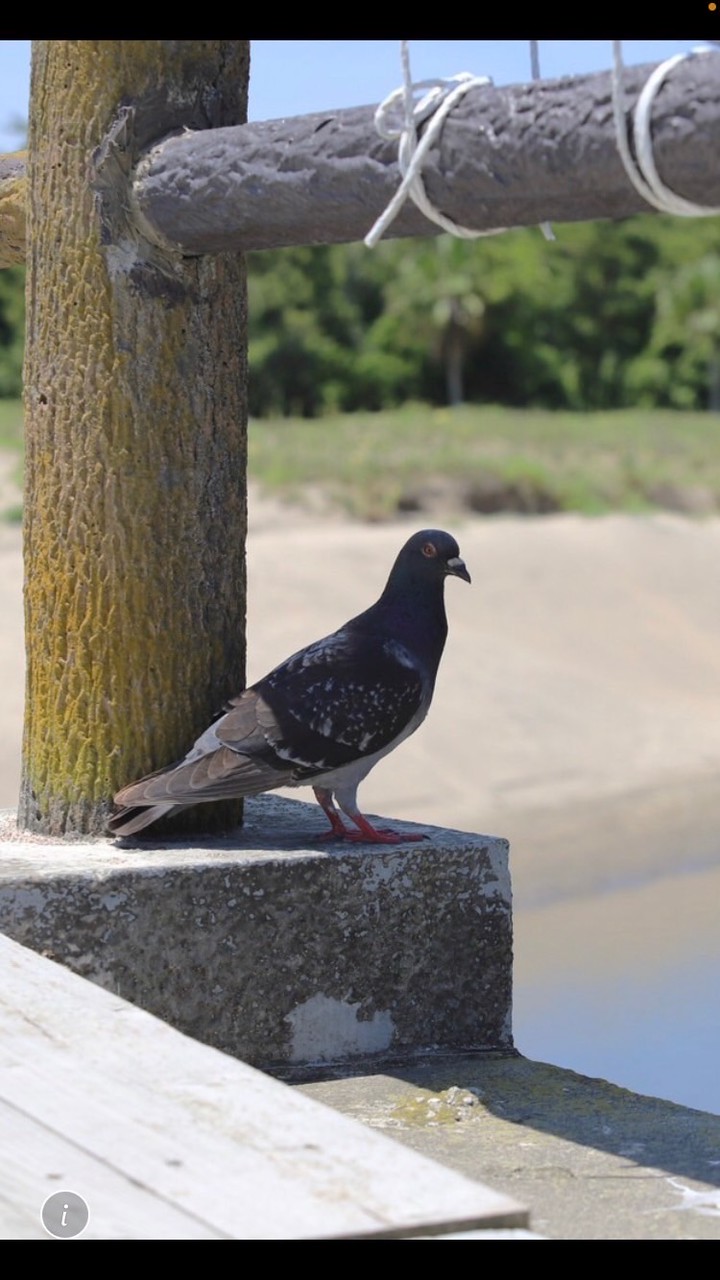 鳩族 イベント用オープンチャット