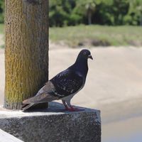 鳩族 イベント用オープンチャット