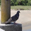 鳩族 イベント用オープンチャット
