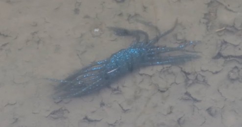 ドリフトクラブ マーモ加木屋 守プロデュースの甲殻類系newワームを詳しく紹介