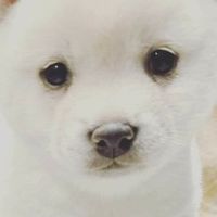喜歡狗狗的才進～