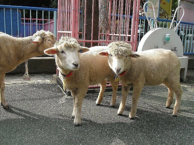 都内 無料で動物ふれあいが楽しめるスポット 乗馬も多数 前編