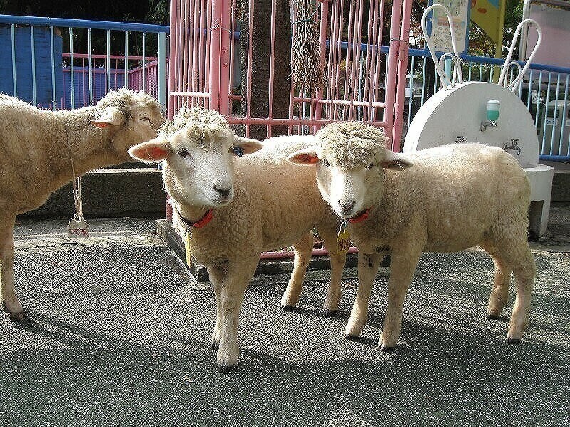 都内 無料で動物ふれあいが楽しめるスポット 乗馬も多数 前編 いこーよ