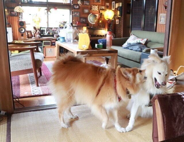 馳星周さんと犬