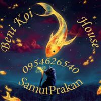 Beni Koi House 🐟 ปลาคาร์ฟนำเข้า ขาย-ประมูล