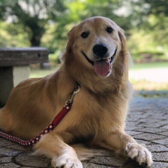 どれが本物 ソファの下にぬいぐるみと並んで潜る柴犬