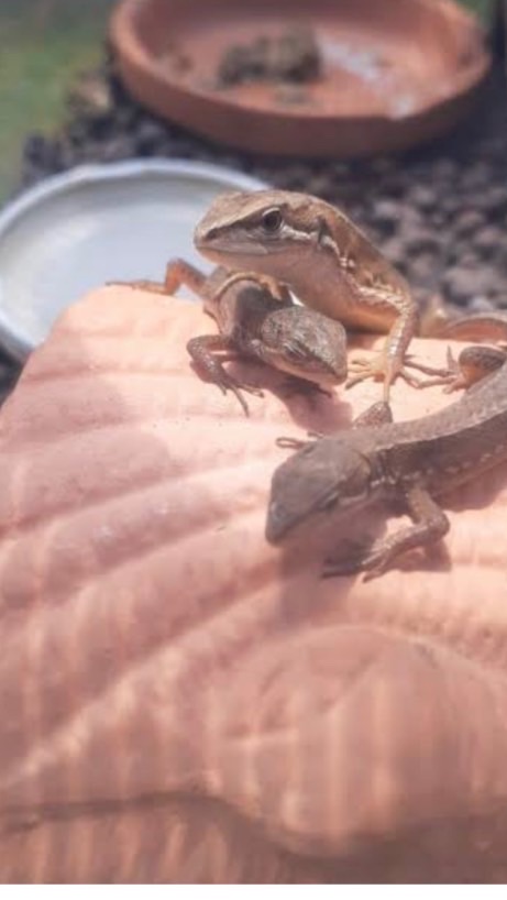 カナヘビが可愛いと思う小学生集まって〜