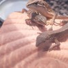 カナヘビが可愛いと思う小学生集まって〜
