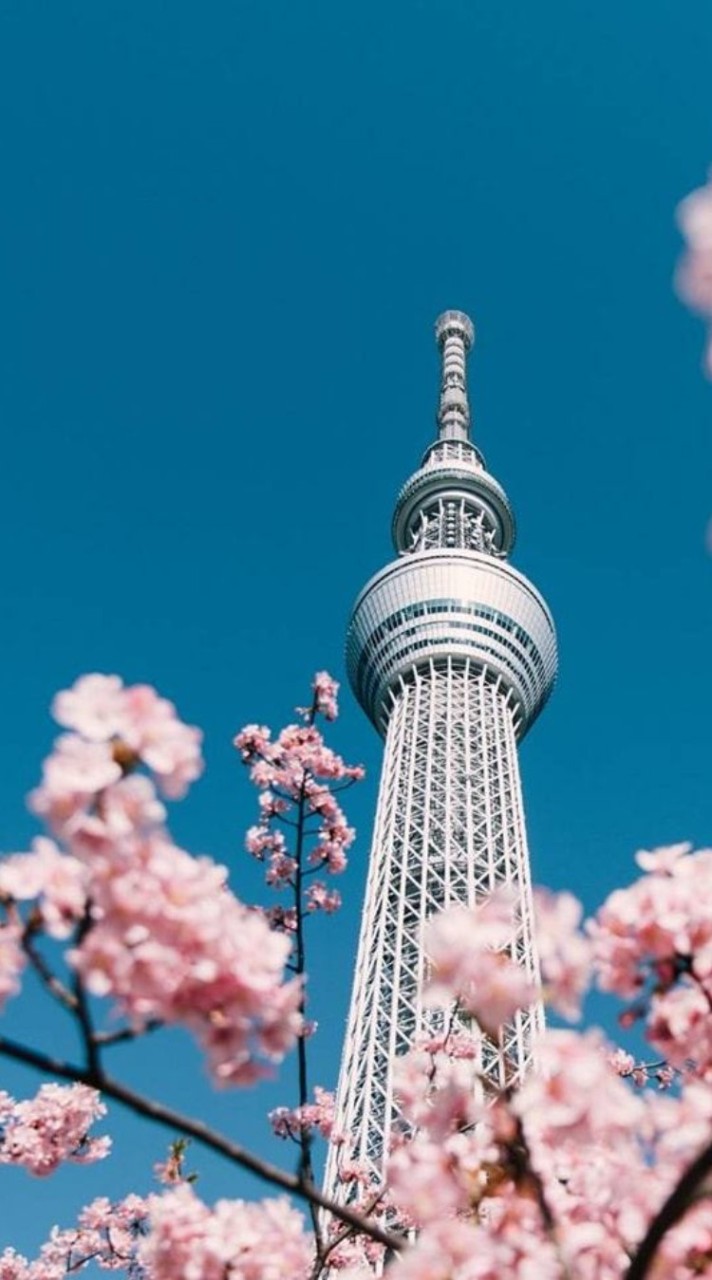 芙蓉櫻 日/韓各國代購