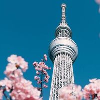 芙蓉櫻 日/韓各國代購