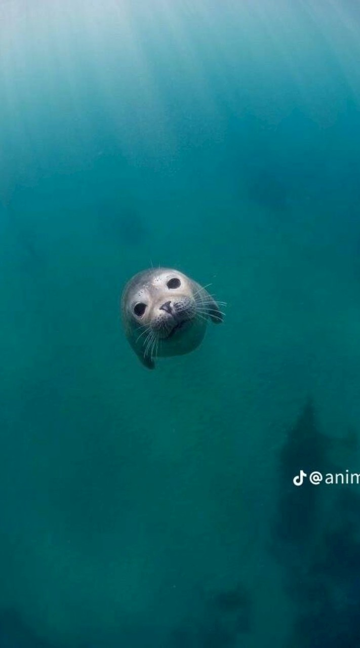 roblox+free fire+legend of mushroom[open chat]