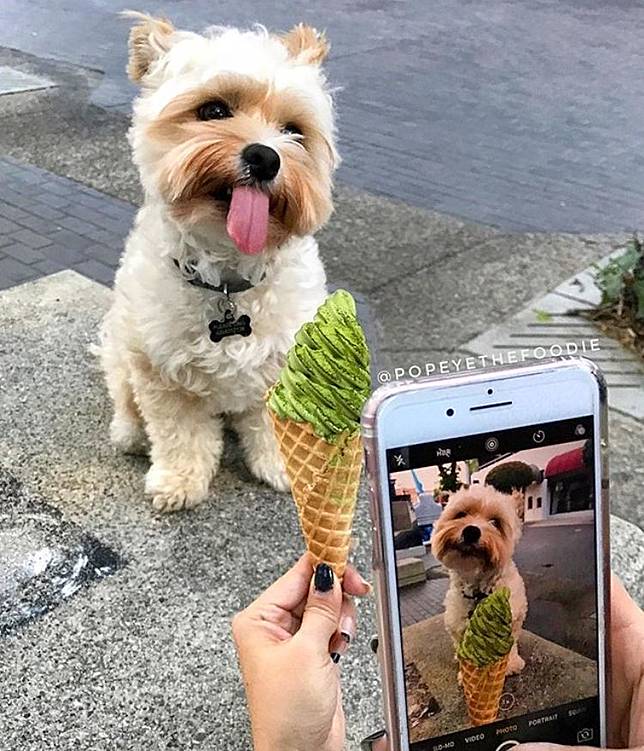 10 Potret Lucu Anjing Sebagai Foodies Hits Gemesin Banget Sih