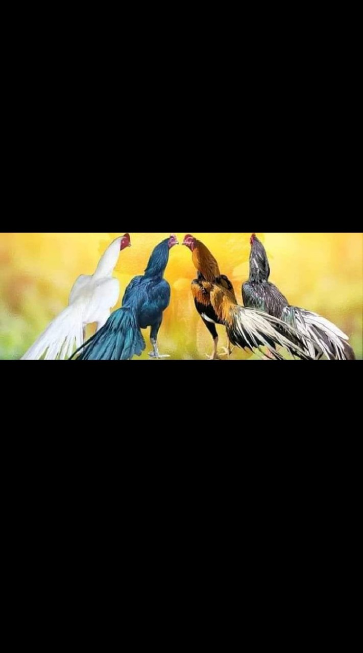 อนุรักษ์ไก่สวยงามไทยโบราณ13สายพันธุ์ไก่ไทย