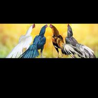 อนุรักษ์ไก่สวยงามไทยโบราณ13สายพันธุ์ไก่ไทย