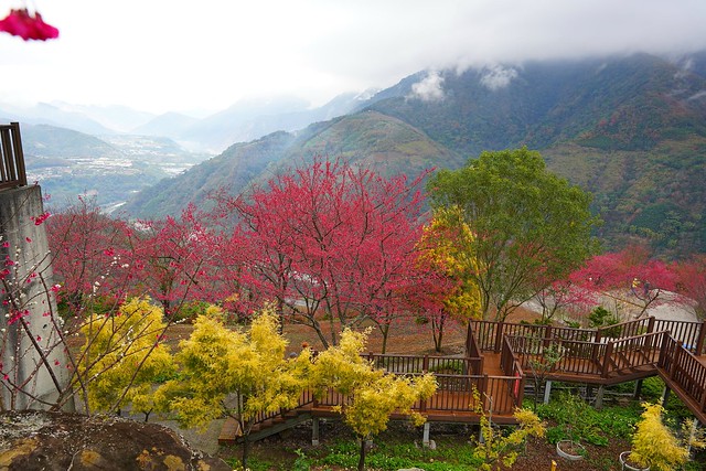 望高茶園景觀餐廳
