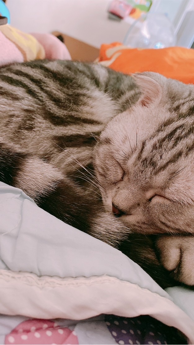 毛小孩生活趣事🐶🐱