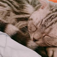 毛小孩生活趣事🐶🐱
