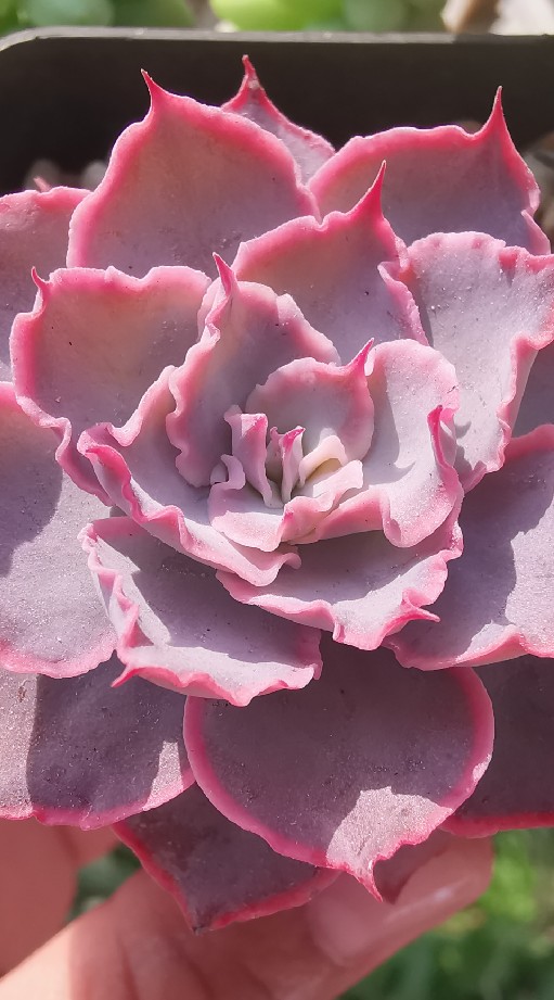 Baan​ Yai-Bub​ Succulent