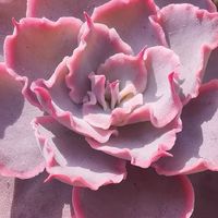 Baan​ Yai-Bub​ Succulent