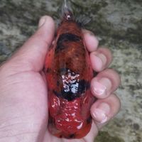 Beer Goldfish