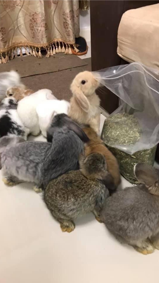 Hollandlop แท้💯นนทบุรี