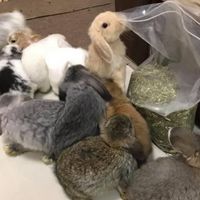 Hollandlop แท้💯นนทบุรี