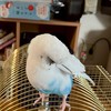 セキセイインコ好きな方、飼っている方、お話しませんか?!