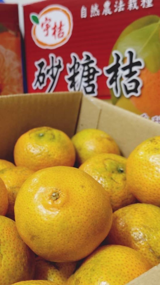 ［宇桔］鄭記砂糖桔-草生栽培、台南新化龍崎
